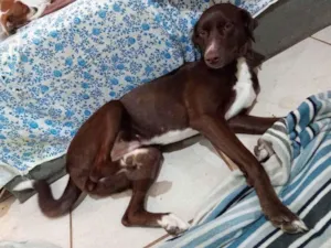 Cachorro raça Pitbull com labrador  idade 7 a 11 meses nome Kira