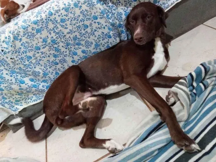 Cachorro ra a Pitbull com labrador  idade 7 a 11 meses nome Kira