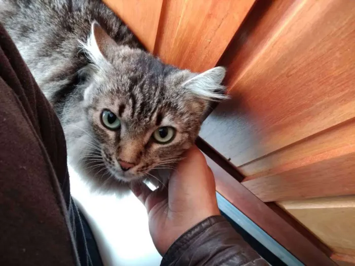 Gato raça  idade 2 anos nome Sem nome