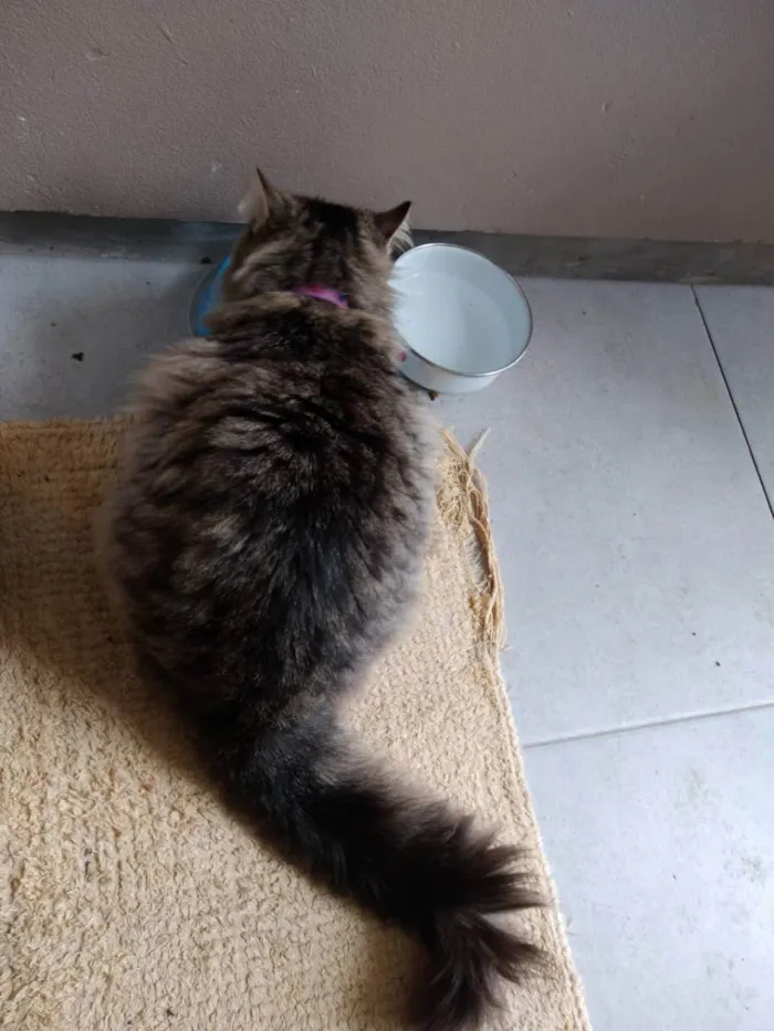 Gato raça  idade 2 anos nome Sem nome
