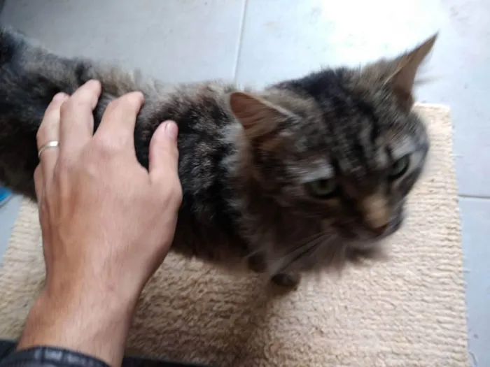 Gato raça  idade 2 anos nome Sem nome
