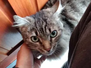 Gato raça  idade 2 anos nome Sem nome