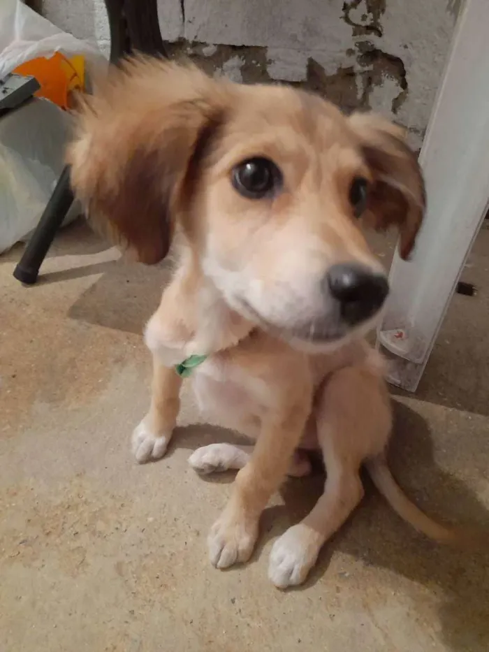 Cachorro ra a Não sei  idade 2 anos nome Princesa