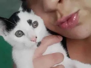 Gato raça SRD idade 7 a 11 meses nome Peter Park 