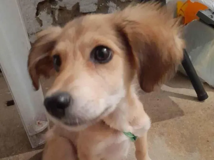 Cachorro ra a Não sei  idade 2 anos nome Princesa