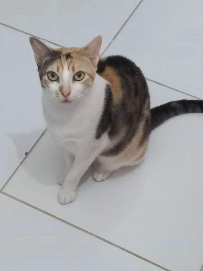 Gato raça Sem Raça definida  idade 2 a 6 meses nome Alexa