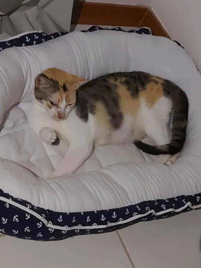 Gato raça Sem Raça definida  idade 2 a 6 meses nome Alexa