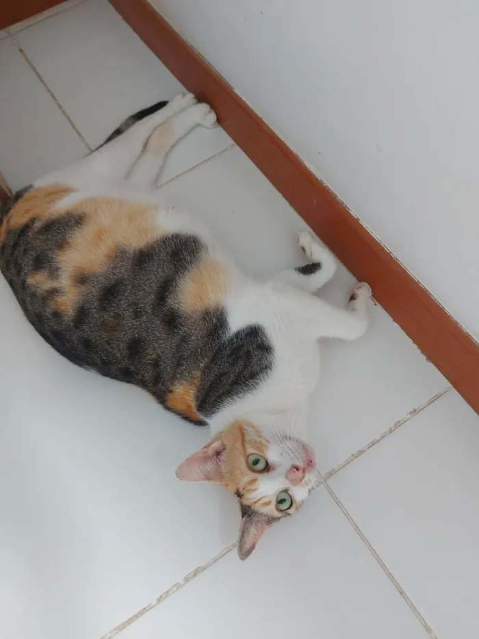 Gato raça Sem Raça definida  idade 2 a 6 meses nome Alexa