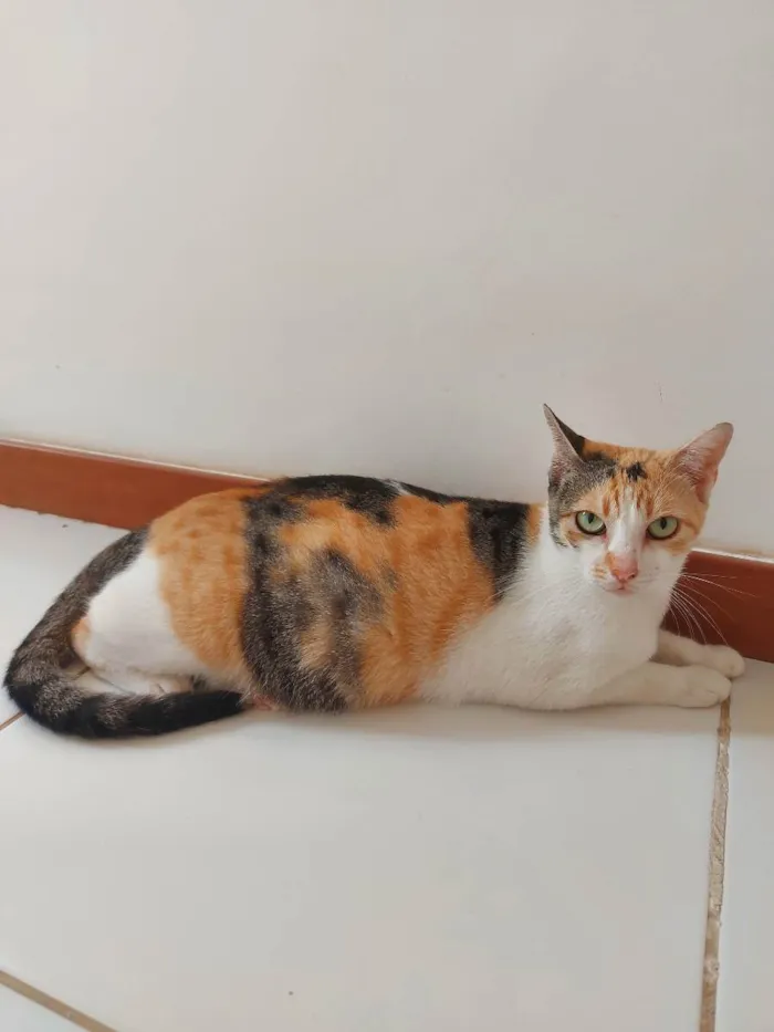 Gato raça Sem Raça definida  idade 2 a 6 meses nome Alexa