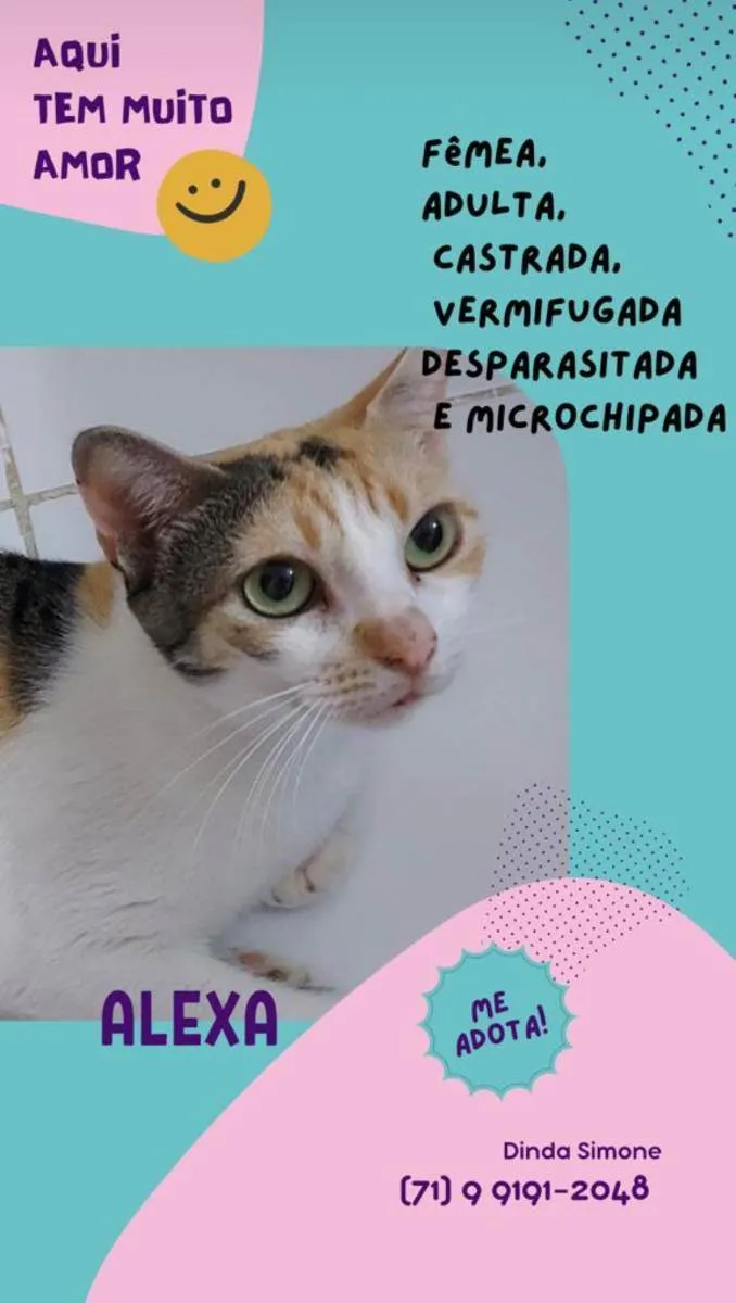 Gato raça Sem Raça definida  idade 2 a 6 meses nome Alexa