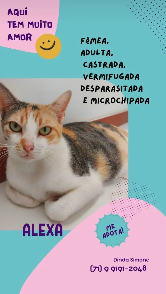 Gato raça Sem Raça definida  idade 2 a 6 meses nome Alexa
