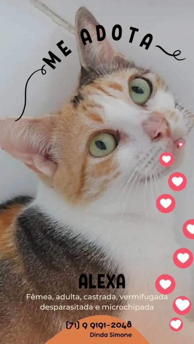 Gato raça Sem Raça definida  idade 2 a 6 meses nome Alexa