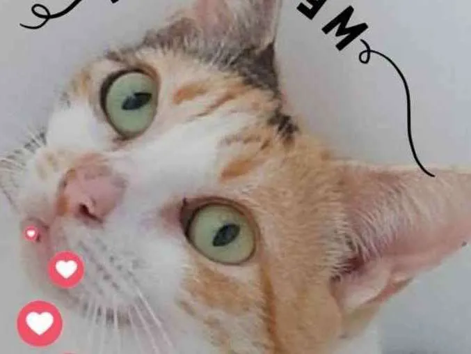 Gato raça Sem Raça definida  idade 2 a 6 meses nome Alexa