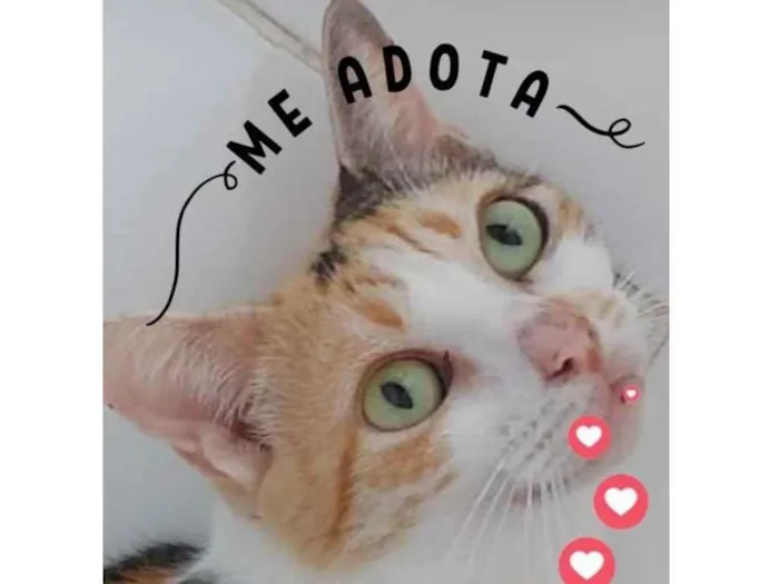 Gato raça Sem Raça definida  idade 2 a 6 meses nome Alexa