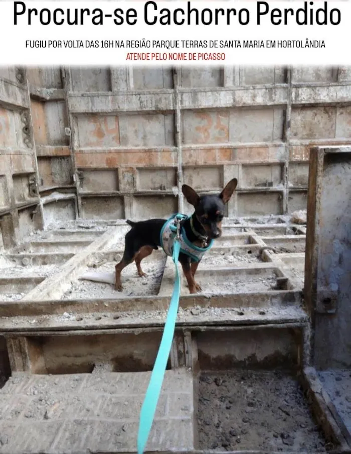 Cachorro ra a Pinscher  idade 7 a 11 meses nome Picasso