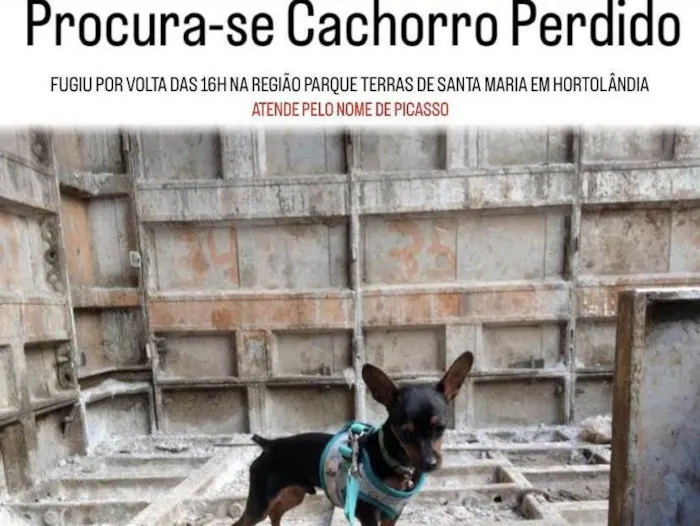 Cachorro ra a Pinscher  idade 7 a 11 meses nome Picasso