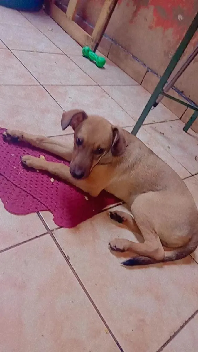 Cachorro ra a Vira-lats idade 2 a 6 meses nome Bruce