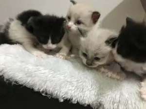 Gato raça Siamês  idade Abaixo de 2 meses nome Não tem nome