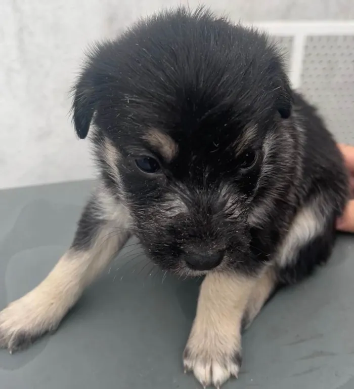 Cachorro raça SRD idade Abaixo de 2 meses nome Sem nome