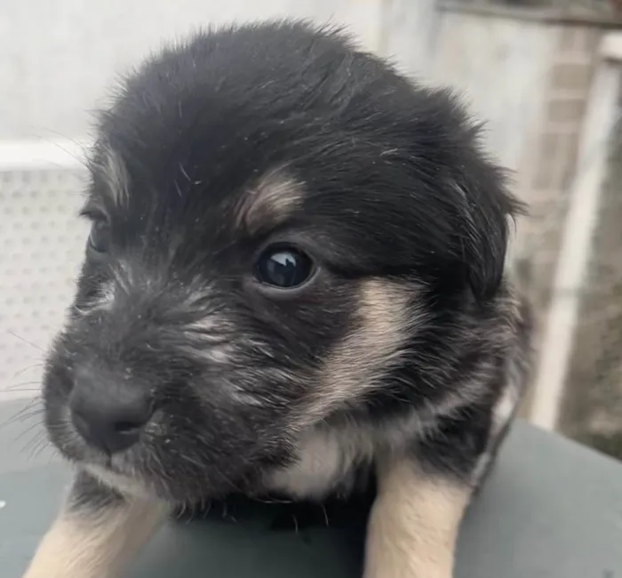 Cachorro raça SRD idade Abaixo de 2 meses nome Sem nome