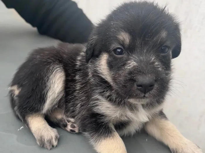 Cachorro raça SRD idade Abaixo de 2 meses nome Sem nome