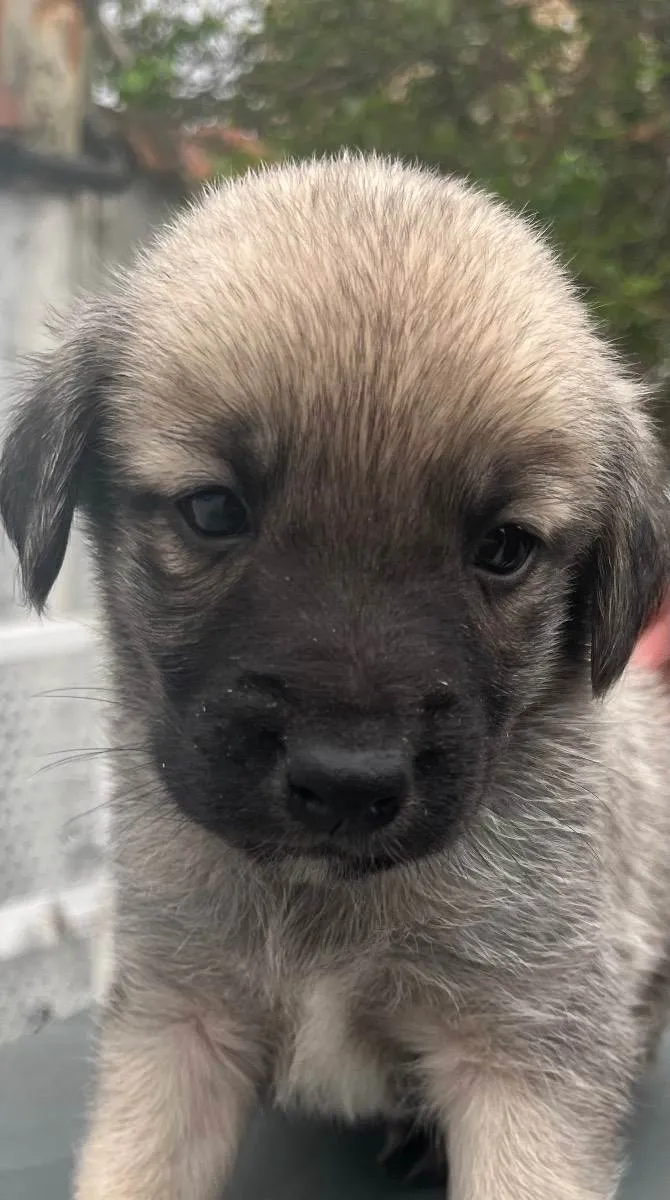 Cachorro raça SRD idade Abaixo de 2 meses nome Sem Nome