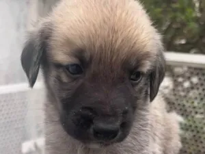 Cachorro raça SRD idade Abaixo de 2 meses nome Sem Nome
