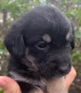 Cachorro raça SRD idade Abaixo de 2 meses nome Sem Nome