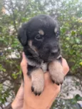 Cachorro raça SRD idade Abaixo de 2 meses nome Sem Nome