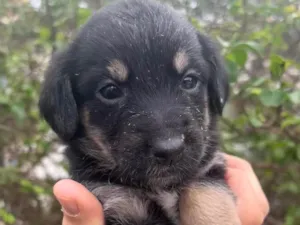 Cachorro raça SRD idade Abaixo de 2 meses nome Sem Nome