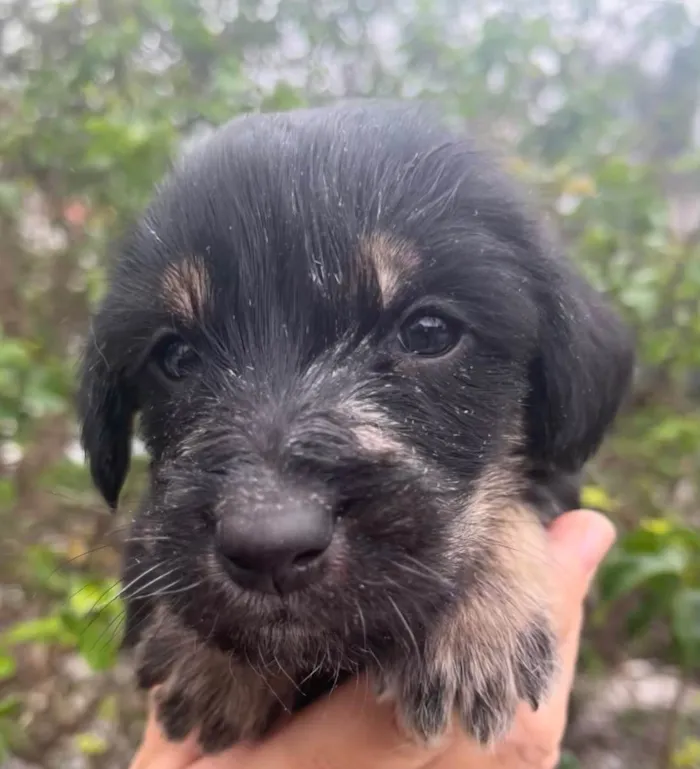 Cachorro raça SRD  idade Abaixo de 2 meses nome Sem Nome