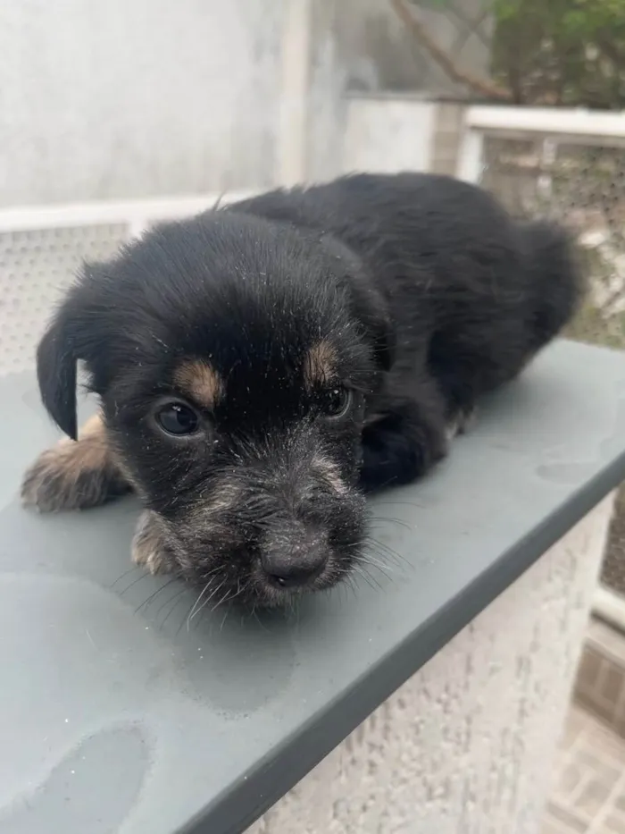 Cachorro raça SRD  idade Abaixo de 2 meses nome Sem Nome