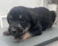 Cachorro raça SRD  idade Abaixo de 2 meses nome Sem Nome
