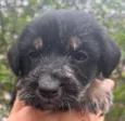 Cachorro raça SRD  idade Abaixo de 2 meses nome Sem Nome