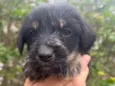 Cachorro raça SRD  idade Abaixo de 2 meses nome Sem Nome