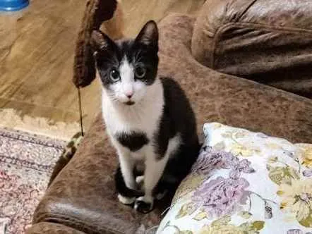 Gato raça Srd idade 2 a 6 meses nome Frajolita