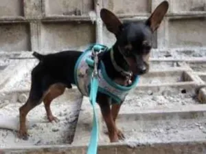Cachorro raça Pinscher  idade 7 a 11 meses nome Picasso