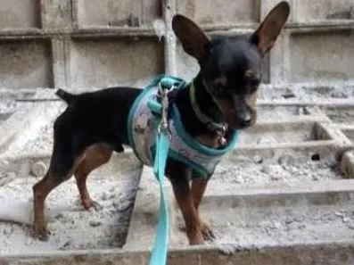 Cachorro ra a Pinscher  idade 7 a 11 meses nome Picasso