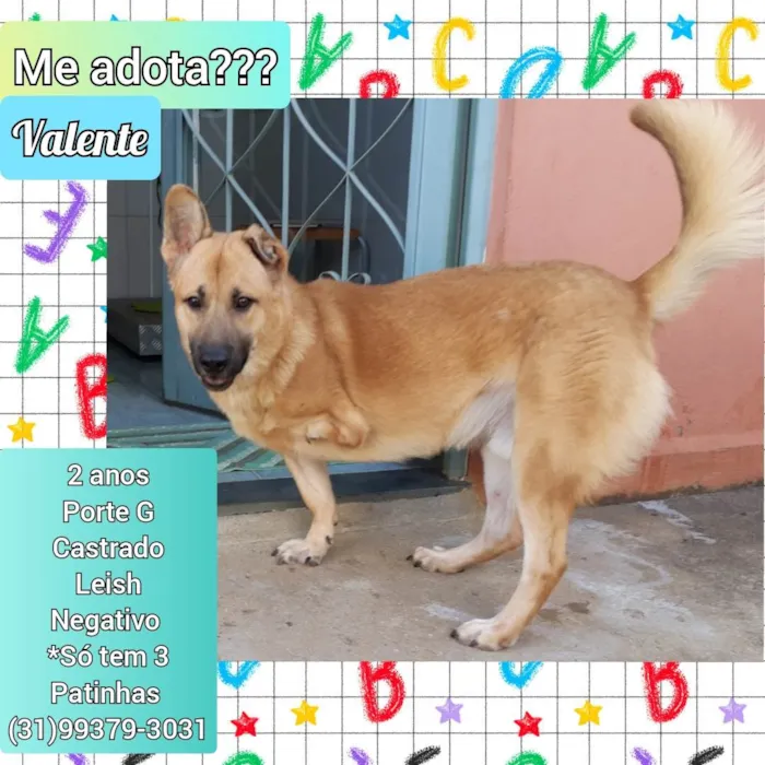 Cachorro raça SRD idade 2 anos nome Valente