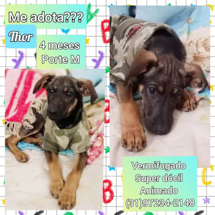 Cachorro raça SRD idade 2 a 6 meses nome Thor