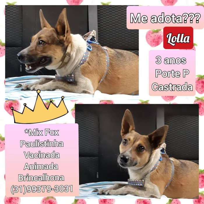 Cachorro raça SRD idade 3 anos nome Lolla
