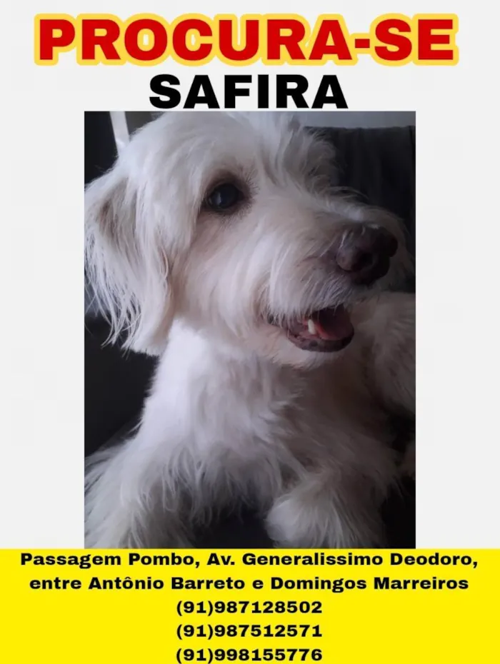 Cachorro ra a Poodle Híbrido idade 6 ou mais anos nome Safira