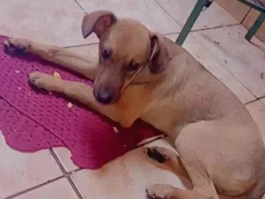 Cachorro raça Vira-lats idade 2 a 6 meses nome Bruce