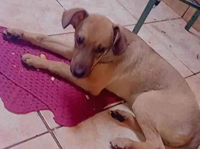 Cachorro ra a Vira-lats idade 2 a 6 meses nome Bruce