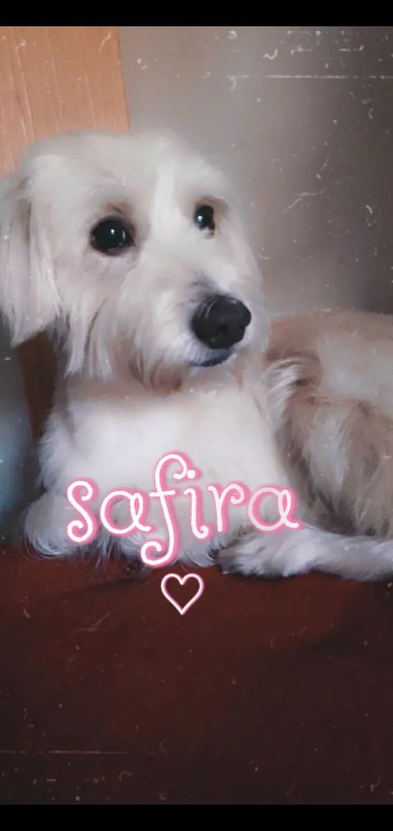 Cachorro ra a Poodle Híbrido idade 6 ou mais anos nome Safira