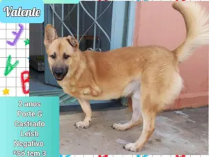 Cachorro raça SRD idade 2 anos nome Valente