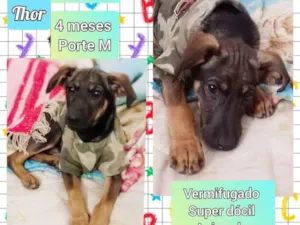 Cachorro raça SRD idade 2 a 6 meses nome Thor