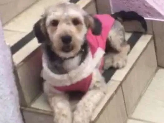 Cachorro raça Srd idade 1 ano nome Pandora