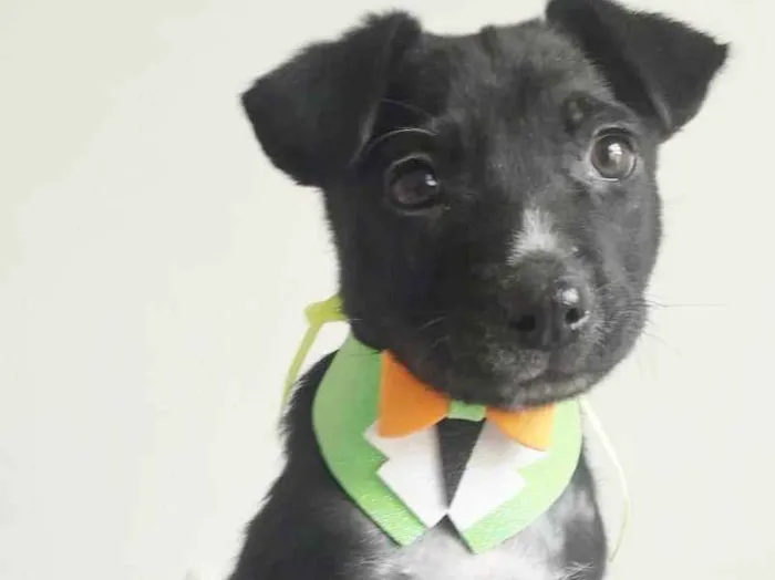 Cachorro raça SRD idade 2 a 6 meses nome DUDU