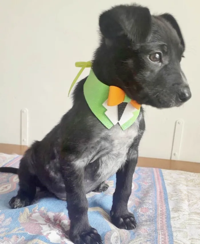 Cachorro raça SRD idade 2 a 6 meses nome DUDU